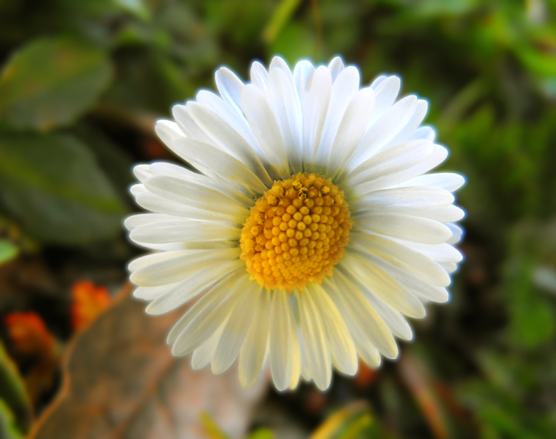 Daisy