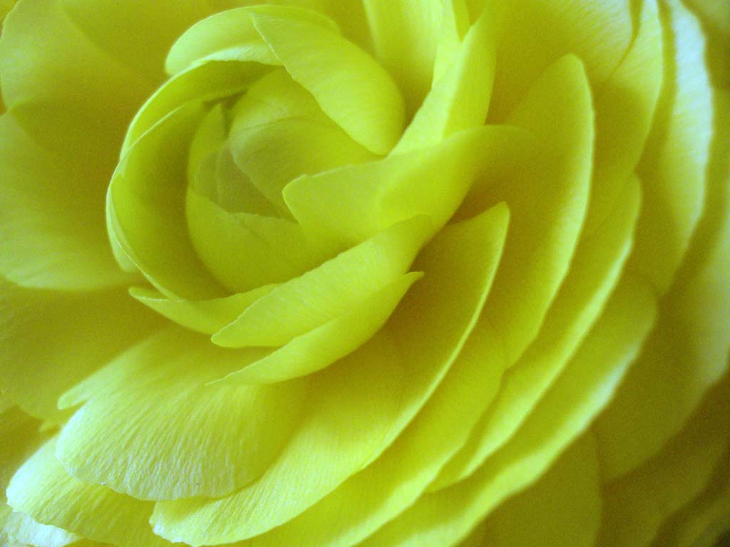petali...