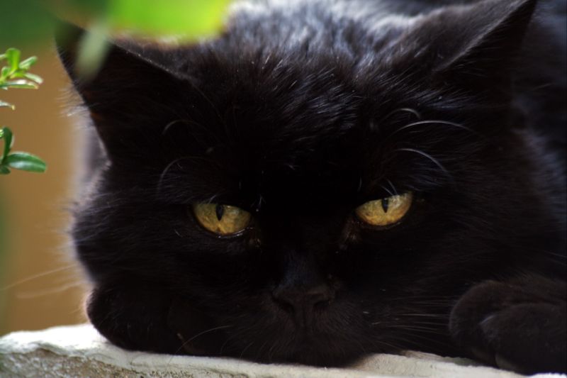 Il mio gatto!