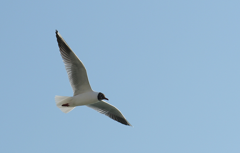 Volo