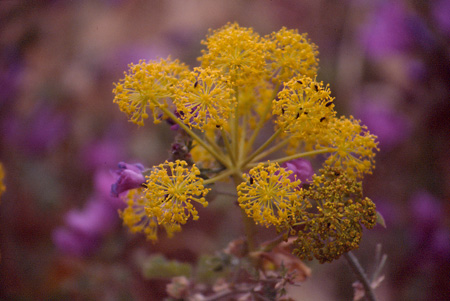 Fiori di campo