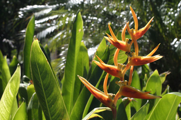 Hawaii - Flora 3