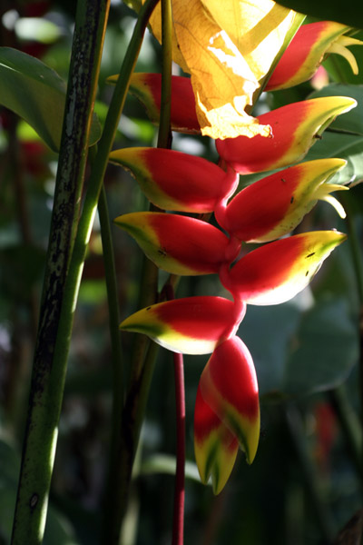 Hawaii - Flora 5