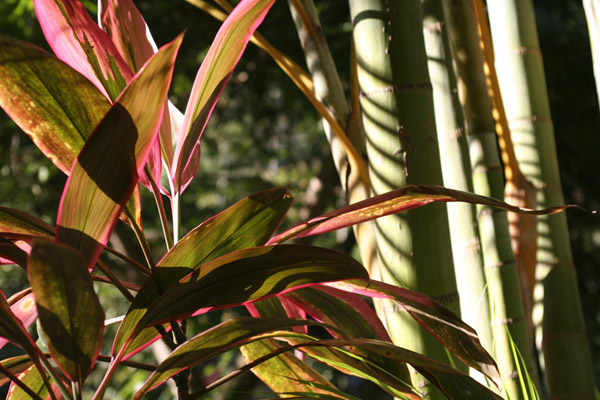 Hawaii - Flora 6