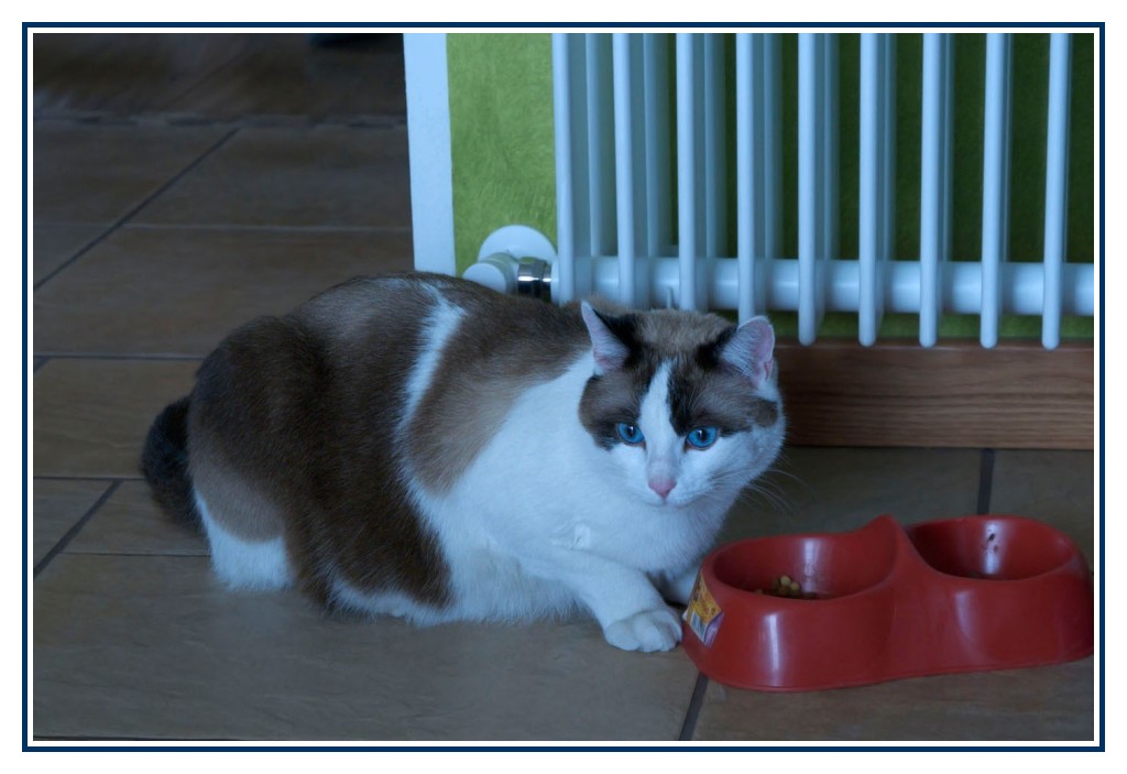 Gatto