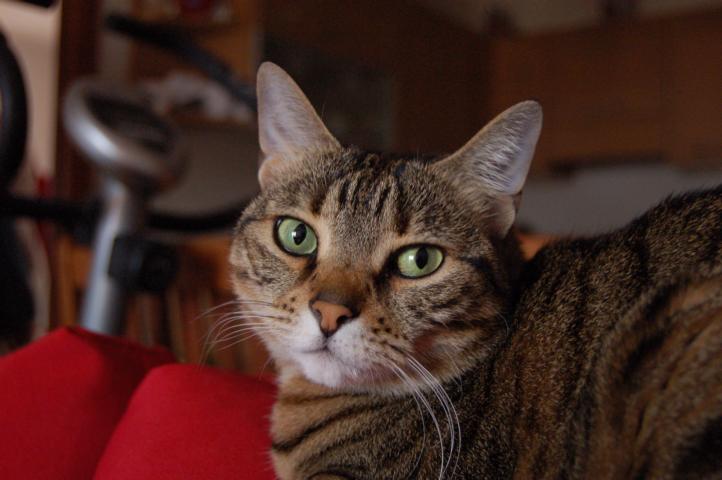 frittella