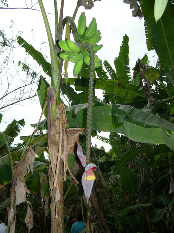 banano in fiore