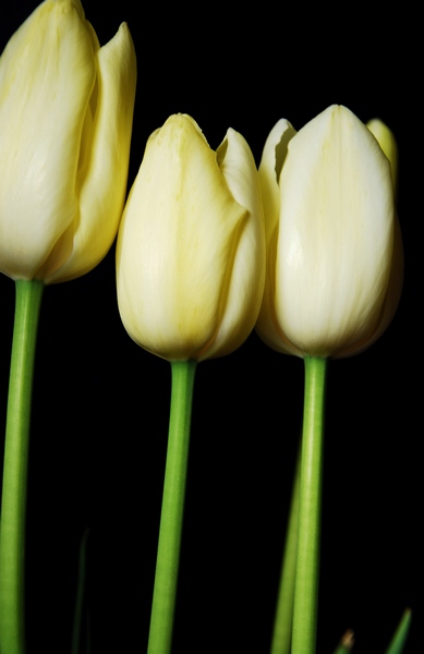 les tulipes jaunes
