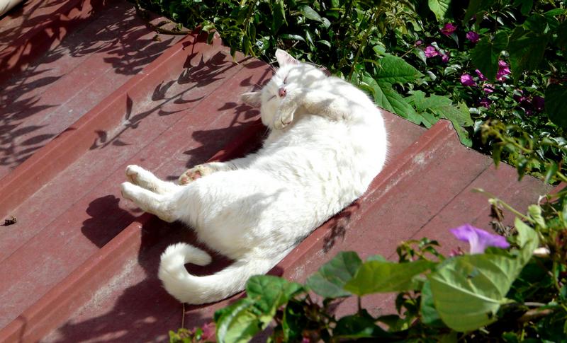 strapazzami di coccole........