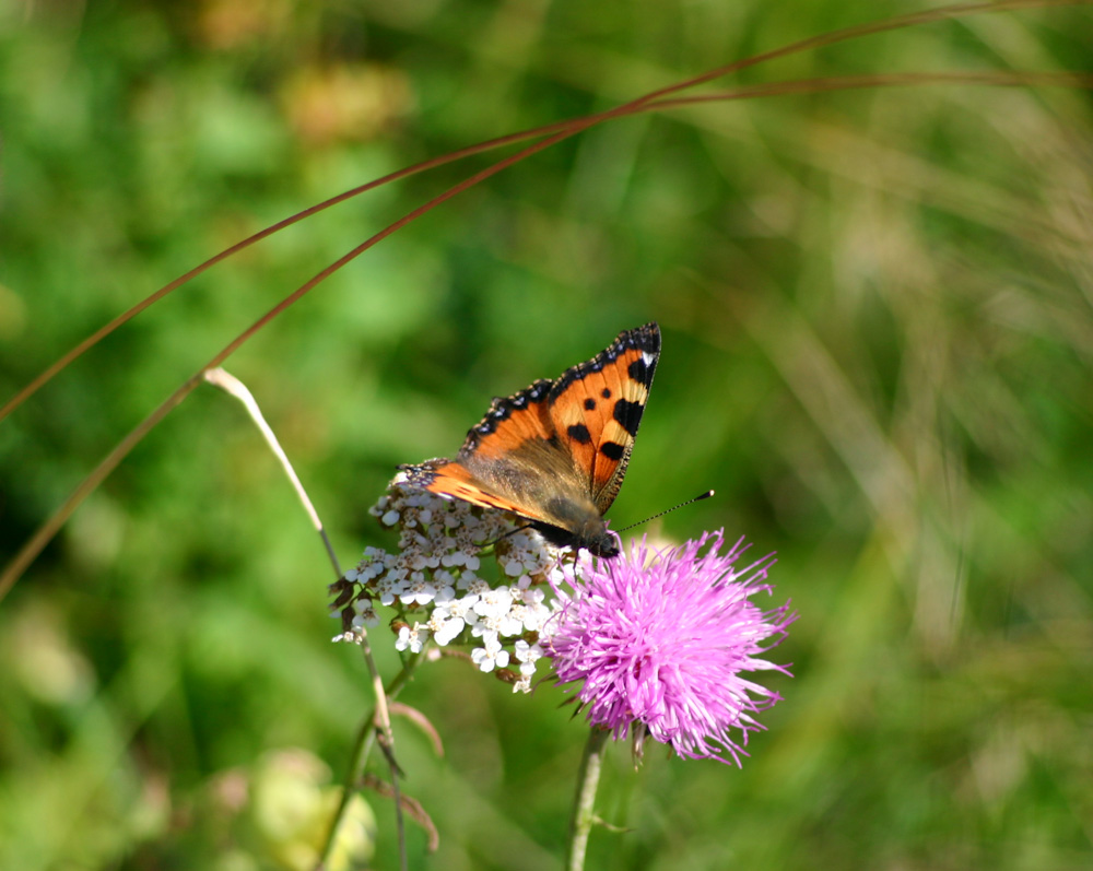 prova 70-300 macro