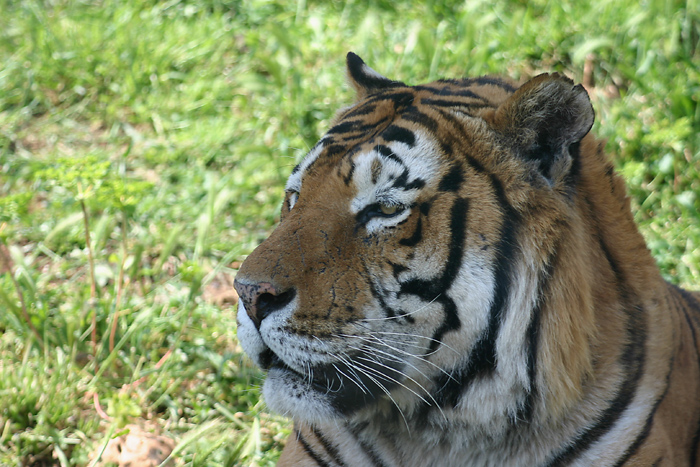 profilo di tigre