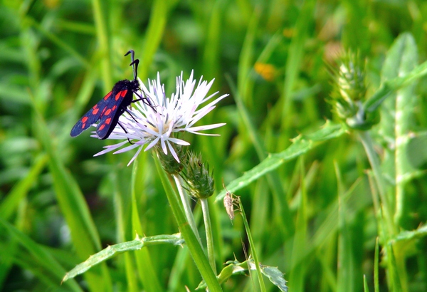 insect
