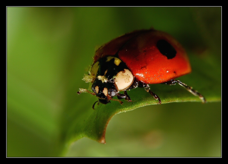 Coccinella