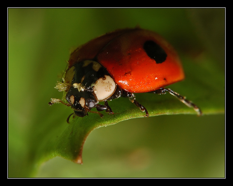Coccinella1