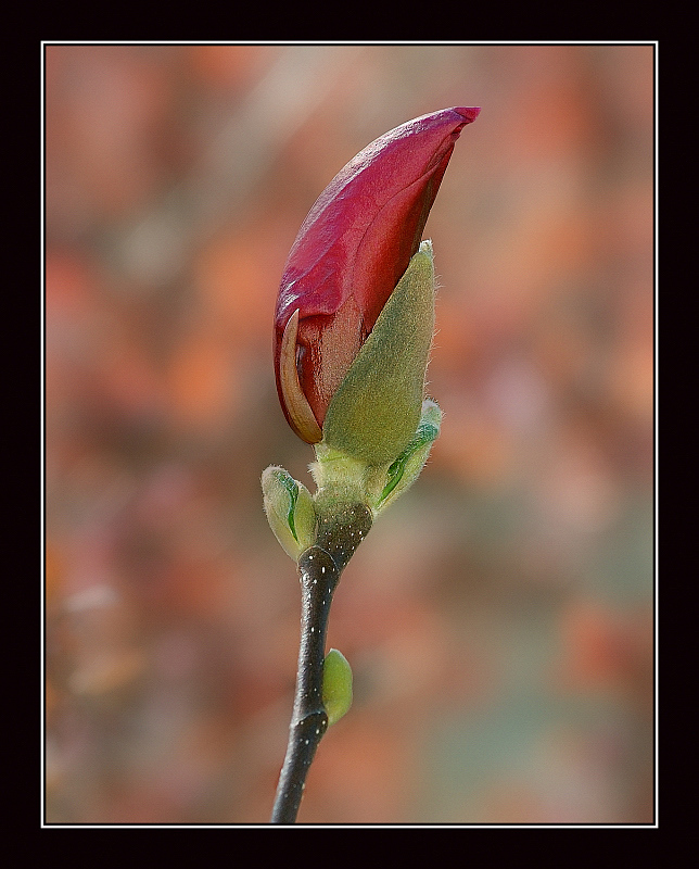 Arriva la primavera
