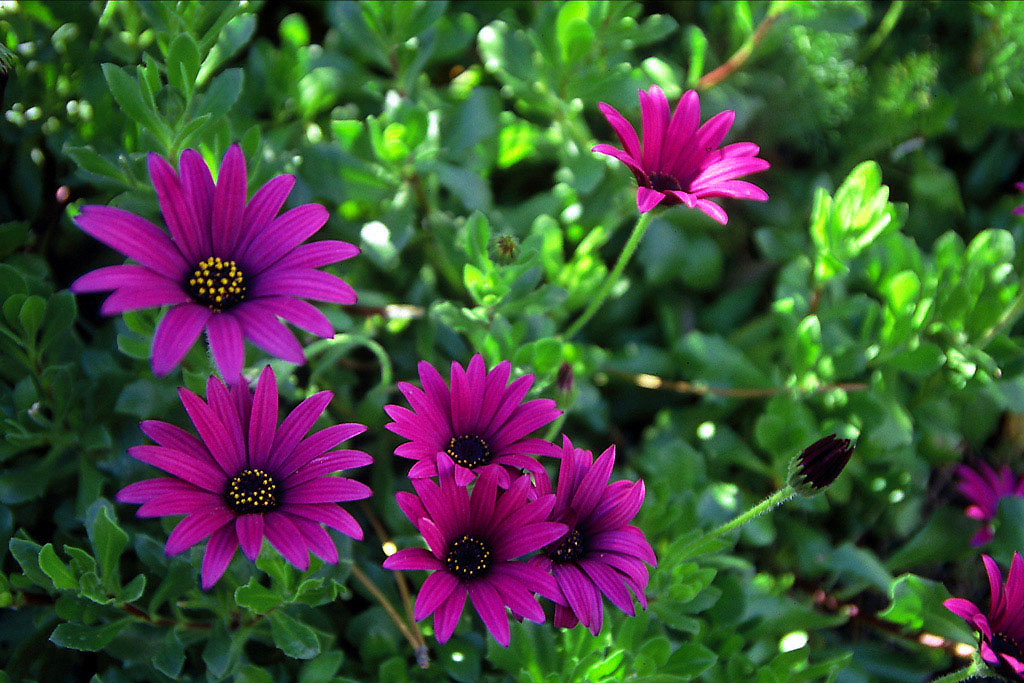 di verde e di fucsia