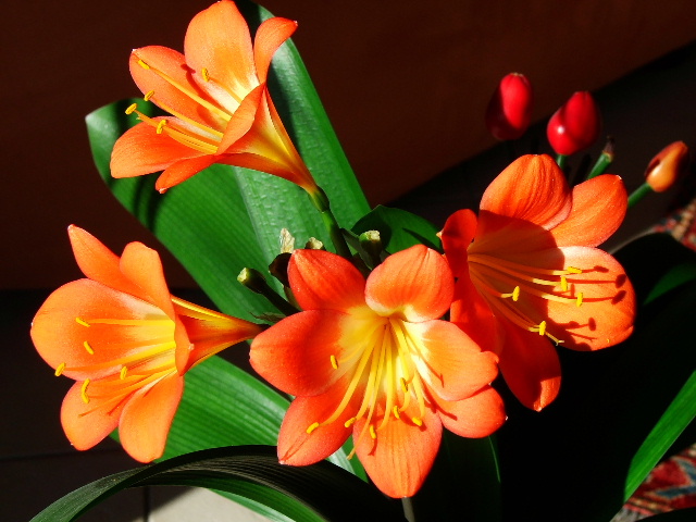 Fiori ....