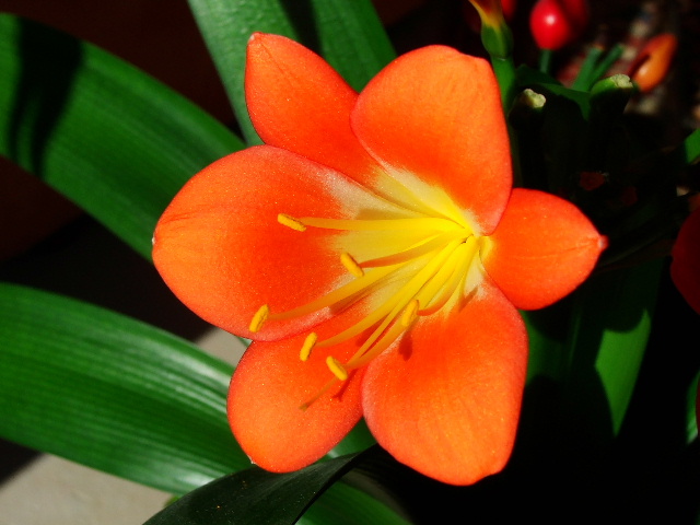 Pistilli