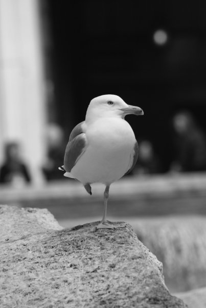 Gabbiano