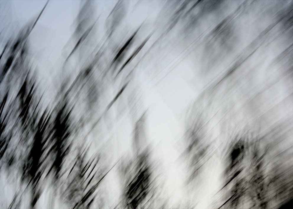 Alberi