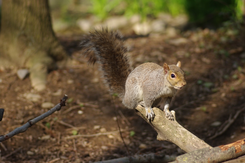 Scoiattolo grigio - 1