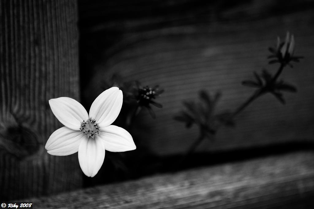 fiore scolorito