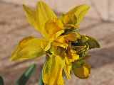 narciso