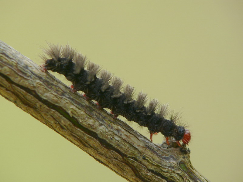 Bruchetto nero