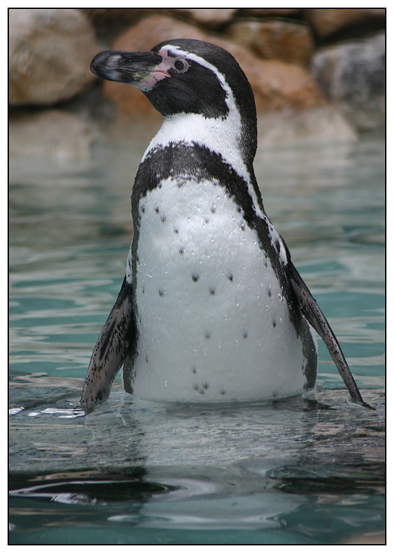 Pinguino