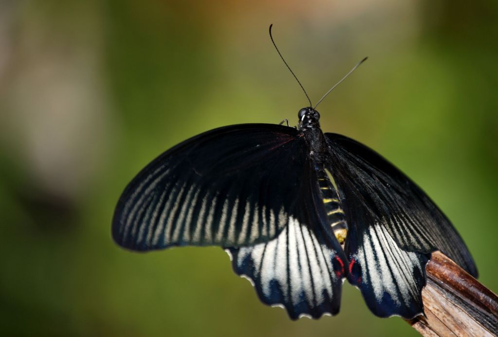 farfalla