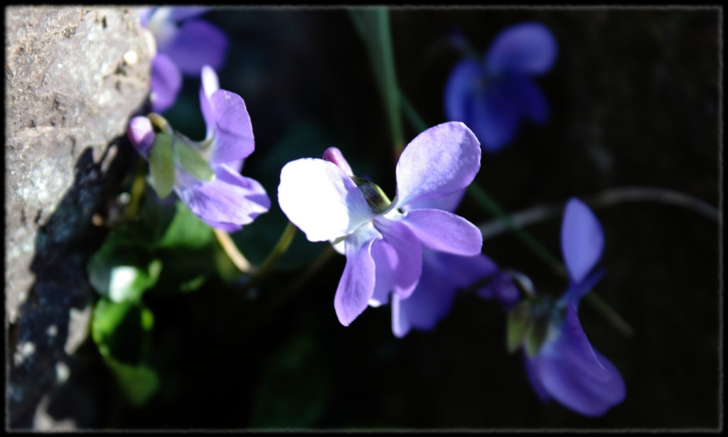 Viola