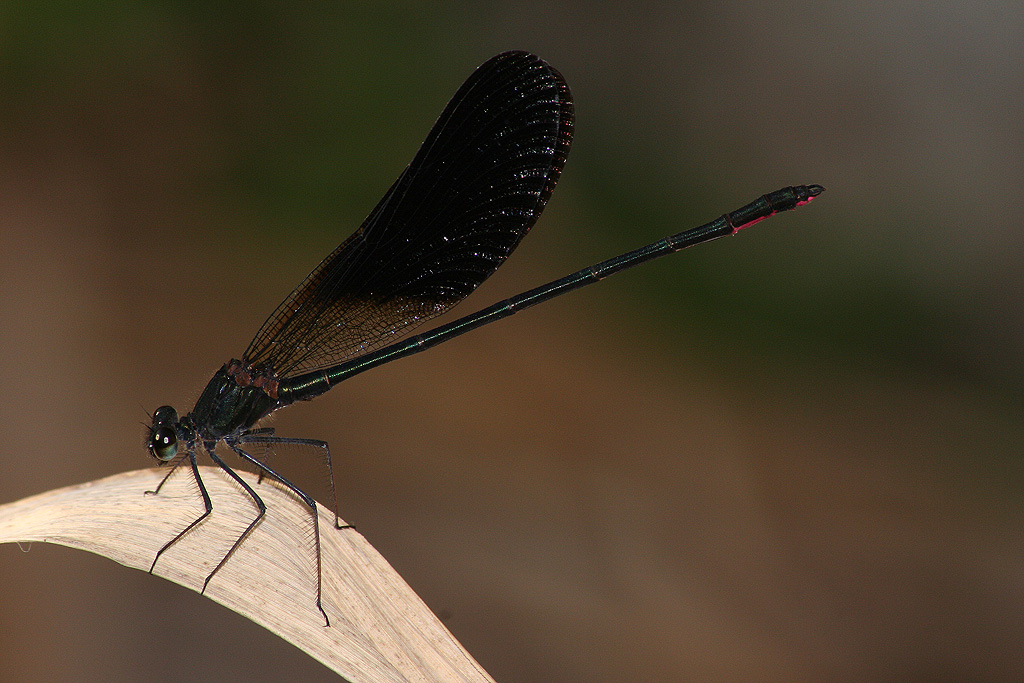 Libellula