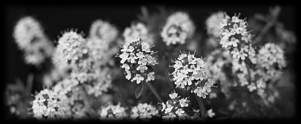 fiore