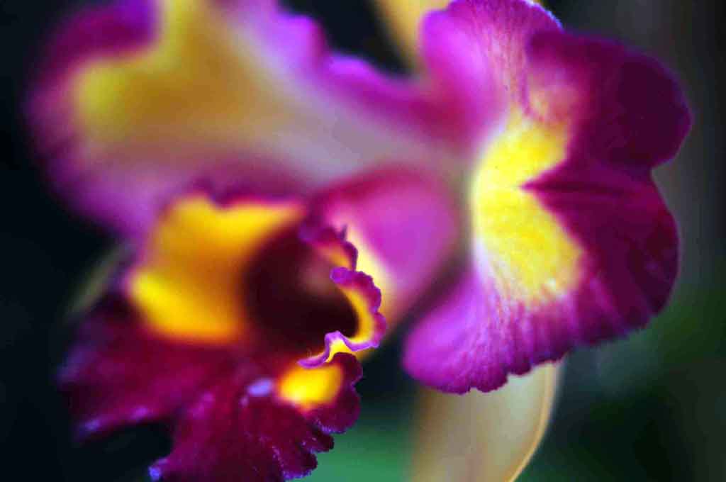 Orchidea 3