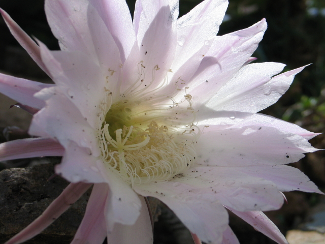 cactus in fiore
