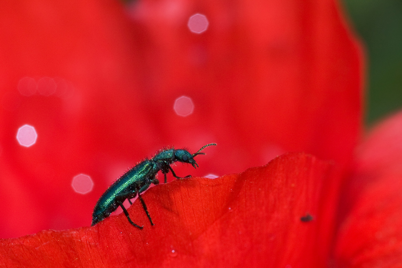 Rosso
