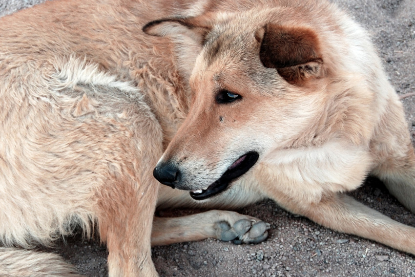 Bedouin Dog