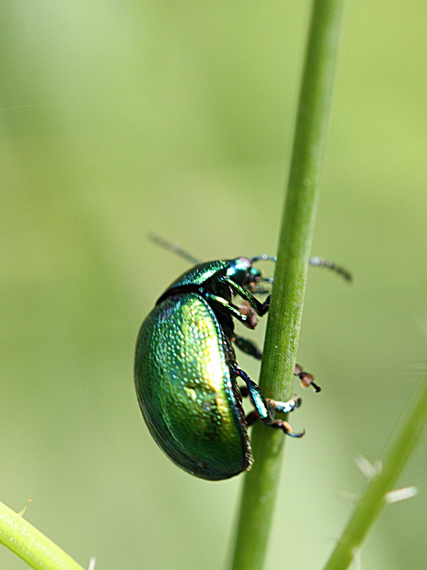 maggiolino