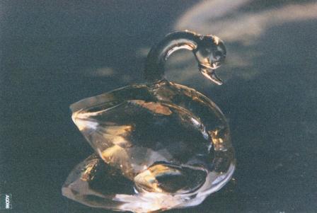 cigno