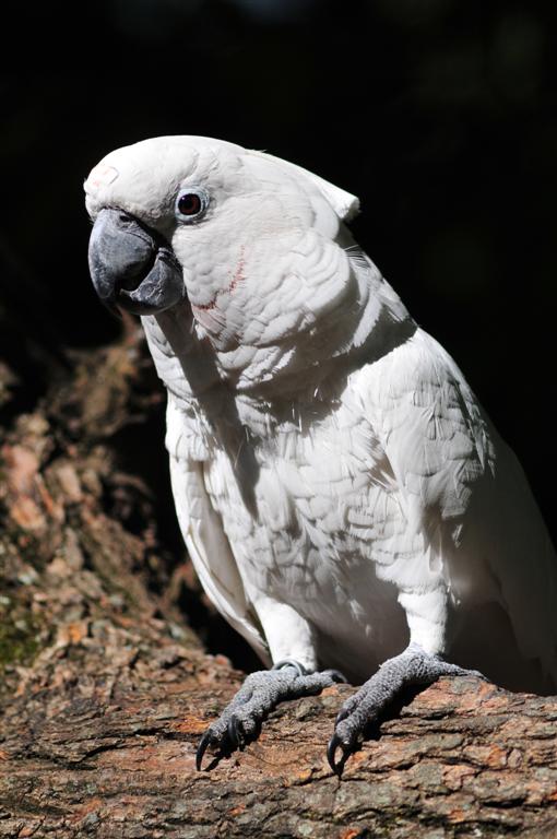 pappagallo bianco