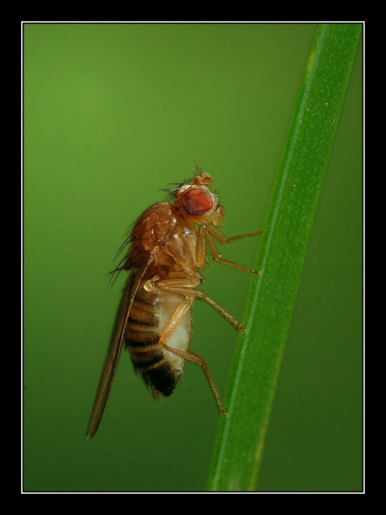 Mosca