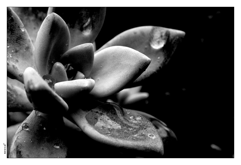 b/w