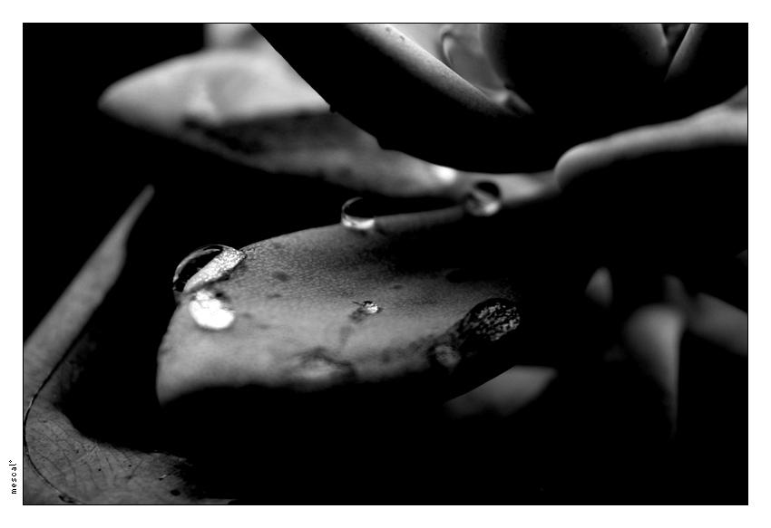 b/w 02