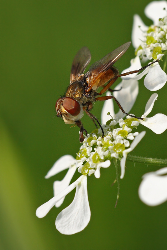 Phasia aurigera (Tachinidae)