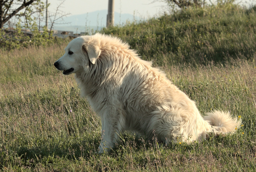 amico in posa