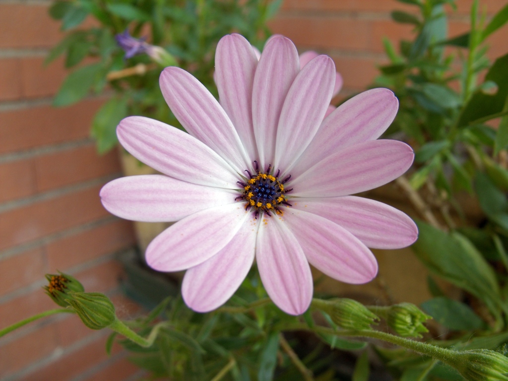 Macro