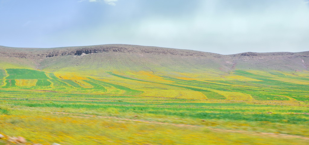 Giallo verde