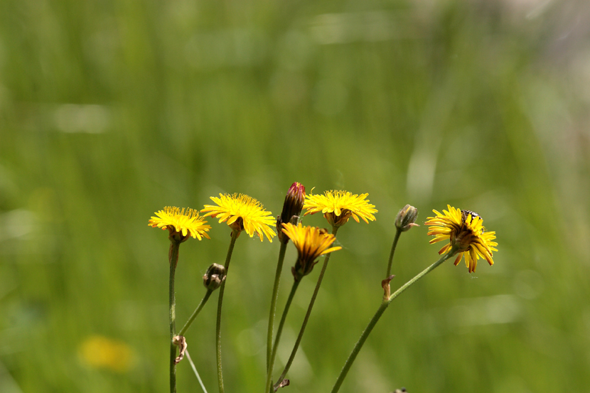 yellow & green
