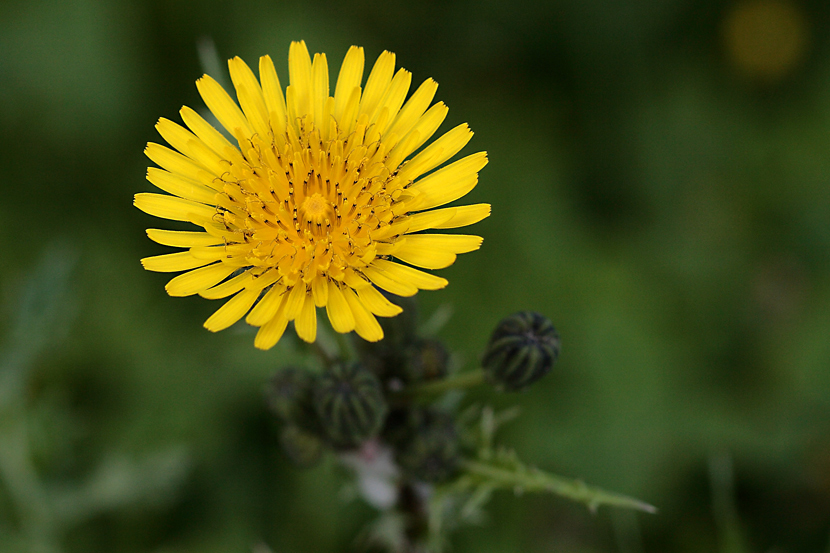 yellow & green 2
