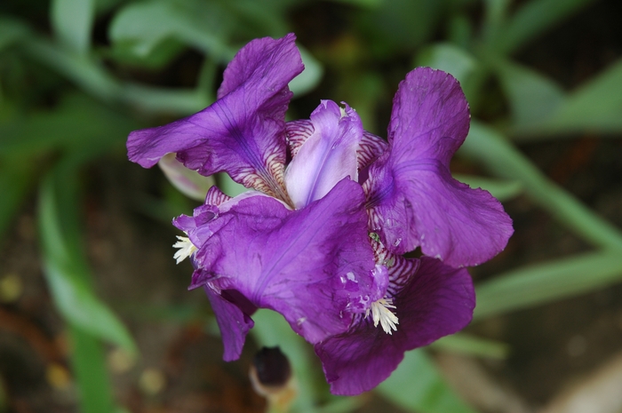 Macro Floreale 01